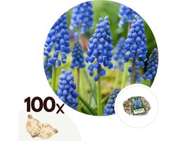 Plant in a Box - Muscari armeniacum - 100x Hyacinth bollen - Bloembollen winterhard - Kleurrijke tuin in de lente