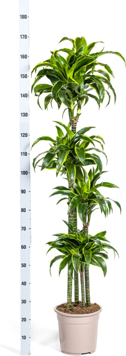 Dracaena Dorado kopen