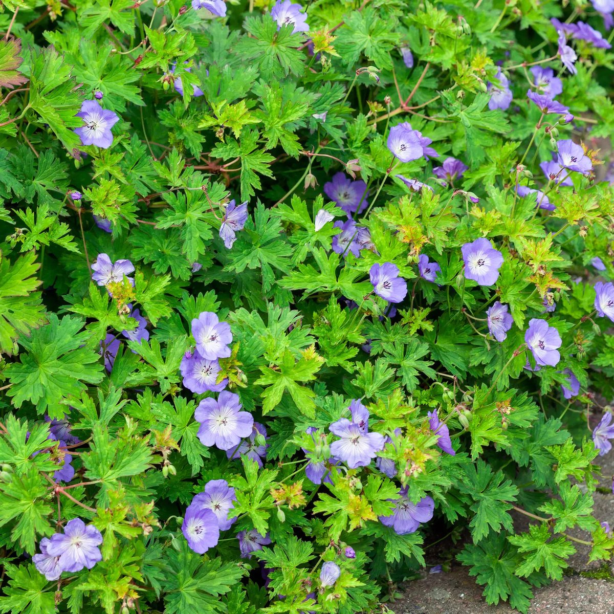 12x Geranium Rozanne (Ooievaarsbek) – Winterharde Bodembedekker (Voor 2m², p9 Potmaat, 9x9 cm)