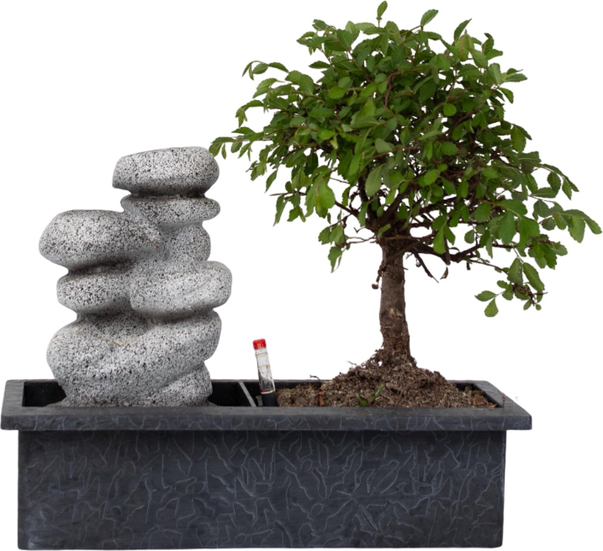 Bol.com Plant in a Box - Bonsai boompje met Easy-care watersysteem én stromende waterval over Zen stenen - kamerplant - Hoogte 2... aanbieding