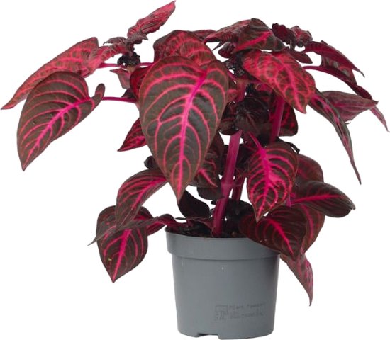 Plant in a Box - Iresine Herbstii 'Red' - Biefstukplant Rood - Kamerplant - Pot 13cm - Hoogte 20-30cm