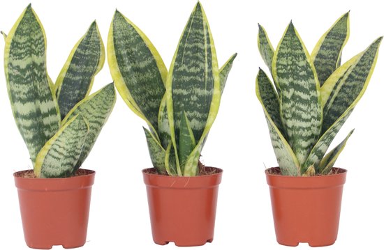 Plant in a Box - Sansevieria Laurentii - Set van 3 - Makkelijke Kamerplant - Vrouwentong - Pot 12cm - Hoogte 30-40cm