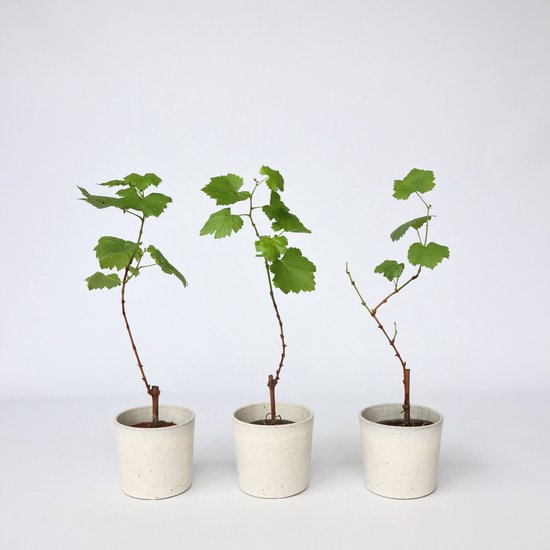 Groene, gelobde bladeren van een druivenplant tegen een witte achtergrond.