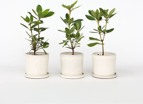 PLANT IN A BOX - Rhododendron Mix - Set de 3 Rhododendron - Pot ⌀9 cm - Hauteur ↕ 20-30 cm
