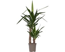 Plant in a Box - Yucca Elephantipes - Stevige kamerpalm - Gemakkelijke kamerplant - Pot 17cm - Hoogte 70-80cm
