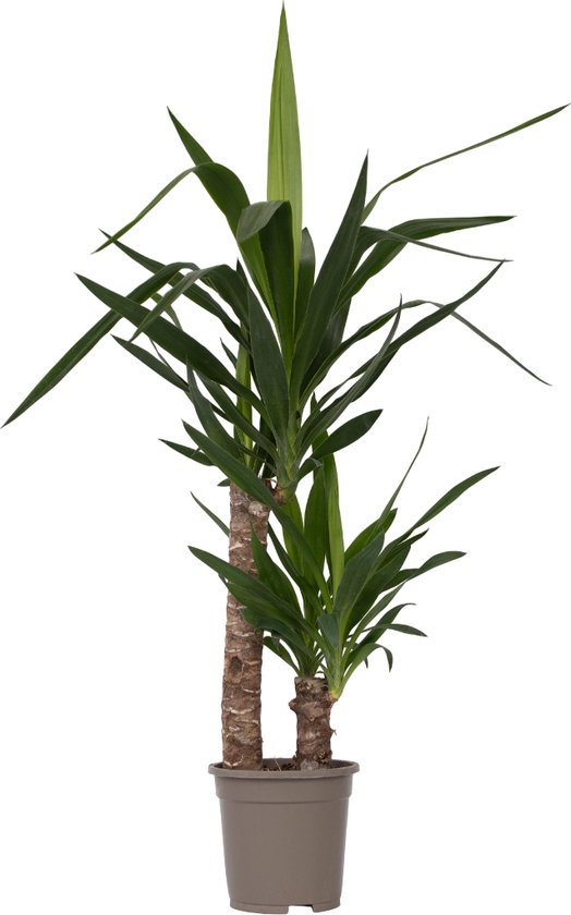 Plant in a Box - Yucca Elephantipes - Stevige kamerpalm - Gemakkelijke kamerplant - Pot 17cm - Hoogte 70-80cm