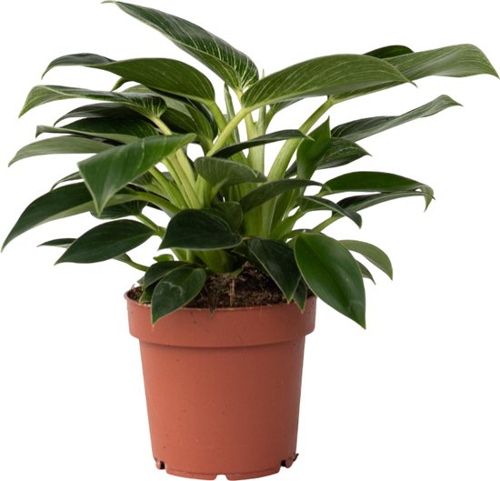 Philodendron – White Wave – Hoogte 20-30cm