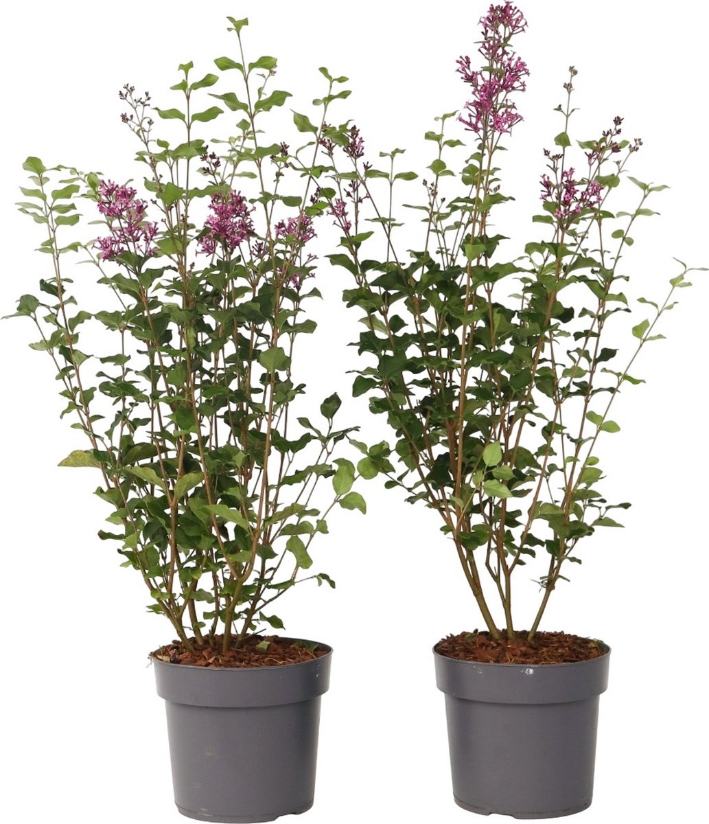 Plant in a Box - Syringa Bloomerang Dark Purple - Set van 2 - Sering - Sierstruik - Pot 19cm - Hoogte 55-65cm
