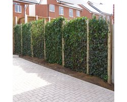 12 x Hedera Hibernica 75/100cm (Klimop): 12 halen, 9,5 betalen! | 12 Klimplanten - Groen - Groenblijvend/Wintergroen en Winterhard (voor 2 strekkende meter 100% privacy haag)