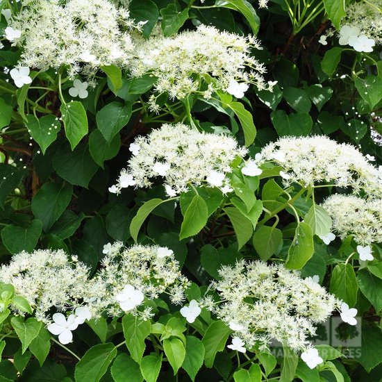 Klimhortensia - Hydrangea Petiolaris | Klimplant - wit