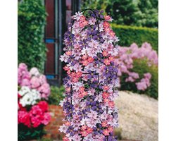 3 x Clematis Klimplanten Mix: 3 halen, 2 betalen! - Rood, Blauw en Roze - Bloei van Mei tot Oktober - Clematis Ville de Lyon, Jackmanii en Nelly Moser - Meerjarig klimplanten en Winterharde tuinplanten | 3 x 1,5 liter pot
