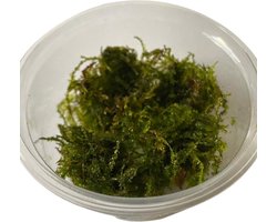 Weeping moss Vesicularia Ferriei - Cup 80 cc - Aquarium mos - Aquariumplant - Aquarium decoratie - Moerings