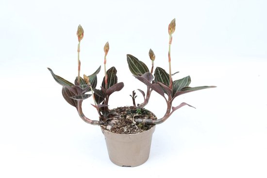 Ludisia discolor kopen