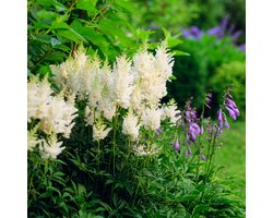 Bloomique - Set van 6 - Astilbe Astary White - Pluimspirea - Tuinplant - Rijkbloeiend - Winterhard - Vaste plant - 10-20 cm hoog - Pot 9 cm