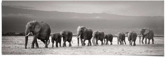 Éléphants - Affiche 158 x 53 cm