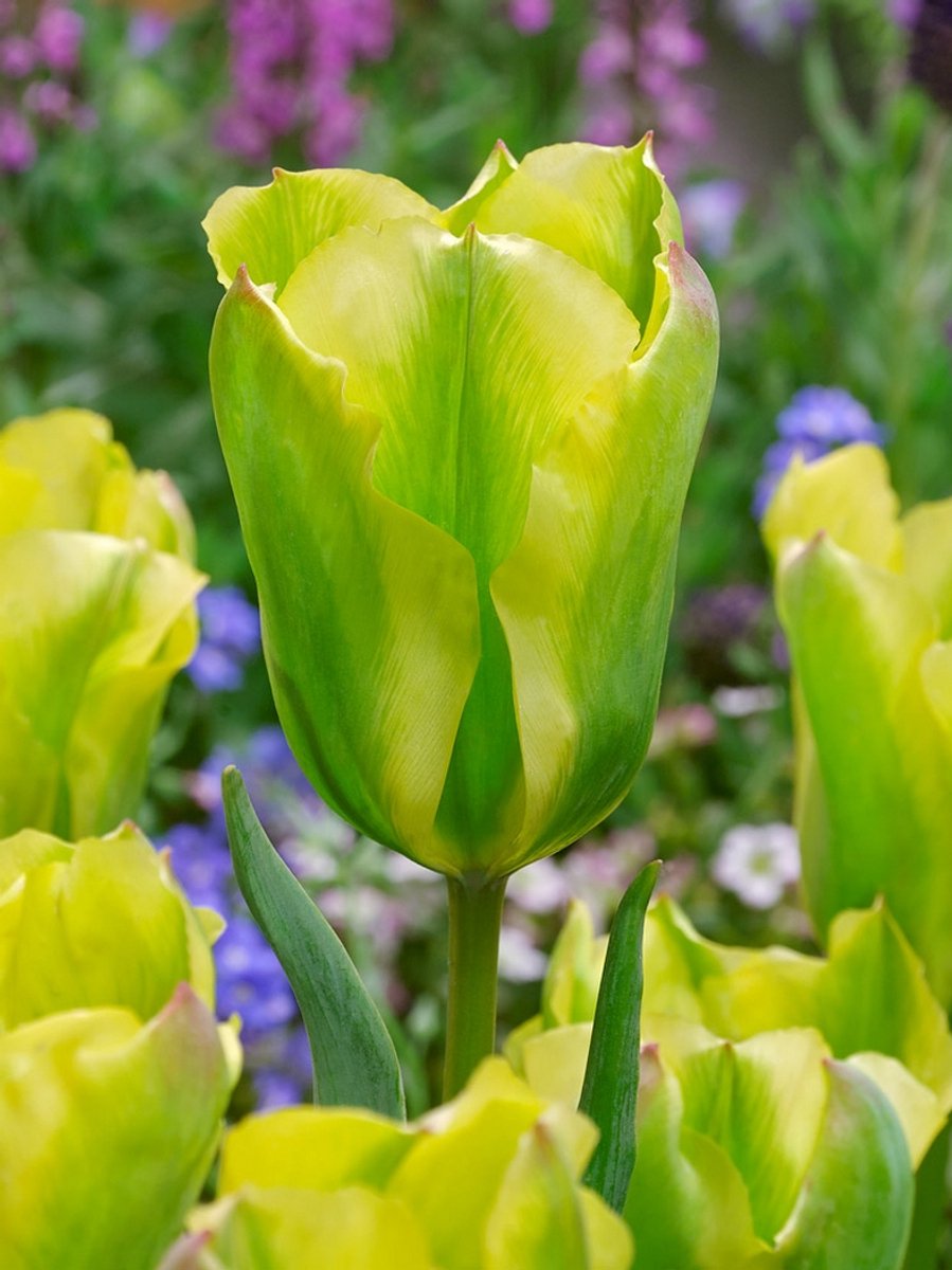 15x Tulpen 'Formosa' - BULBi® Bloembollen met bloeigarantie