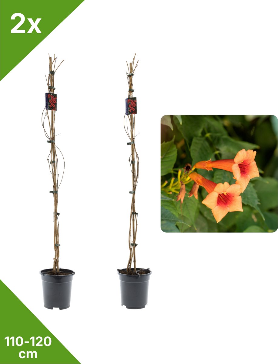 GARDENZO - 2x Oranje Trompetbloem Campsis radicans XXL - in 2 ltr pot- 115-120 cm