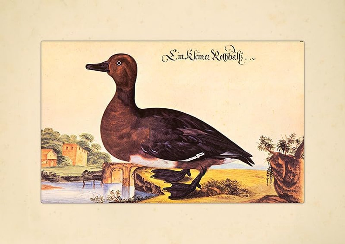 Dierenboek Facsimile - Natuurillustratie Print - Decoratie Muur - 99 Jaar Lichtecht - 42x30cm - Multicolor