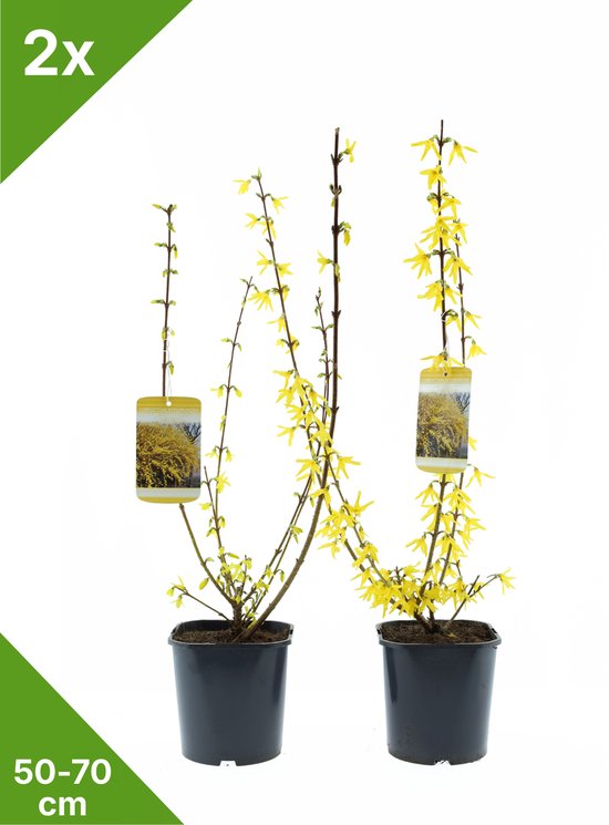 GARDENZO - Forsythia int. 'Spectabilis' (Chinees Klokje) in 2 liter pot - 50-70 cm set...