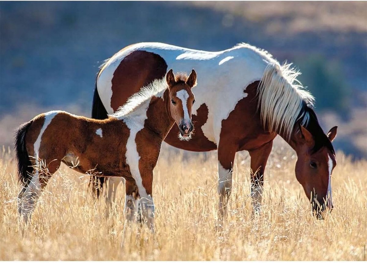 Puzzel 1500 Stukjes Paard en Veulen – Hoogwaardige Legpuzzel voor Volwassenen en Tieners
