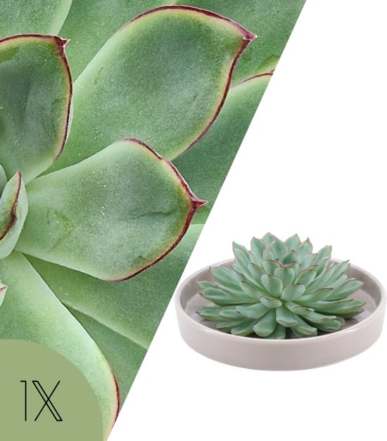 NatureNest | Echeveria vetplant in taupe keramiek schaal | kamerplant | Echeveria...