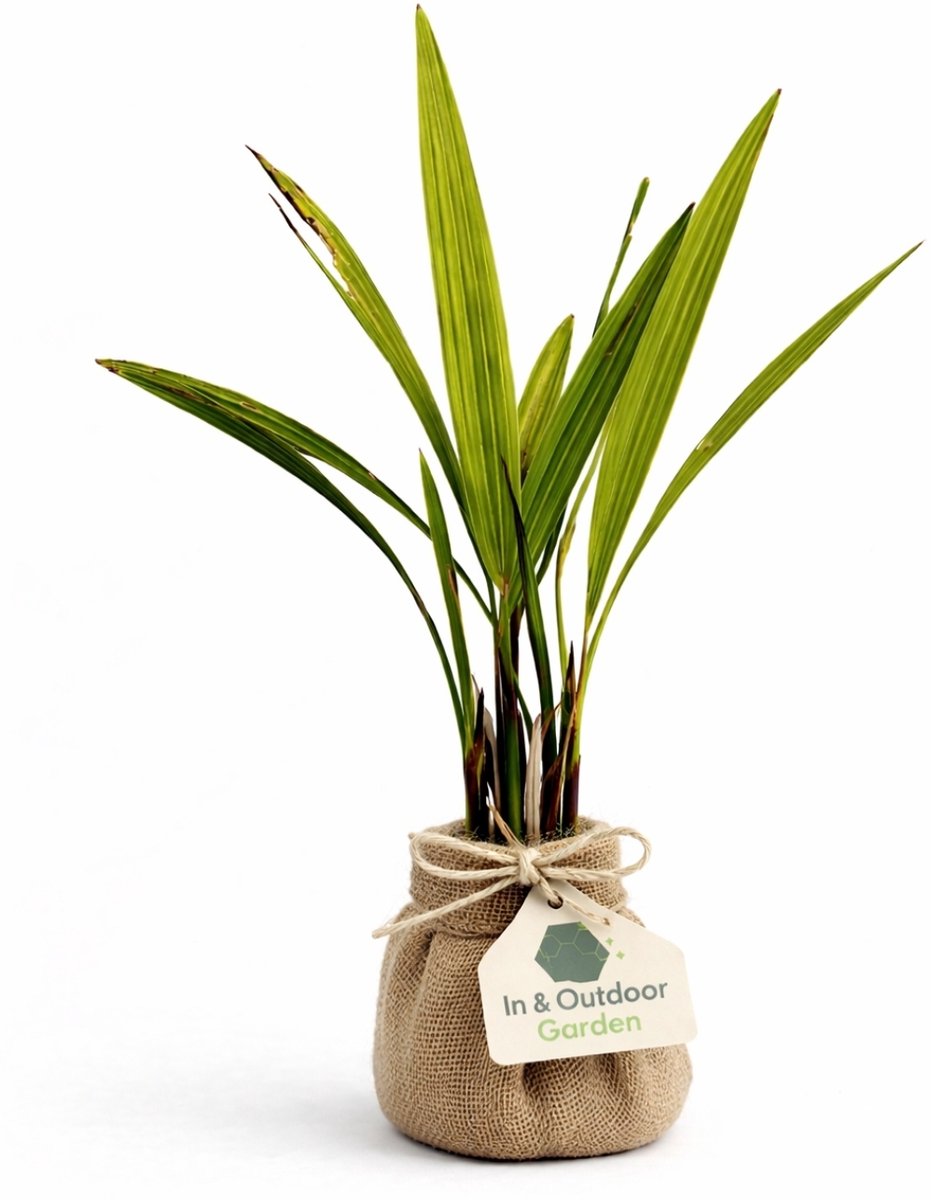 In&Outdoor Garden, Set van 4 - Palmboom - Trachycarpus Fortunei -