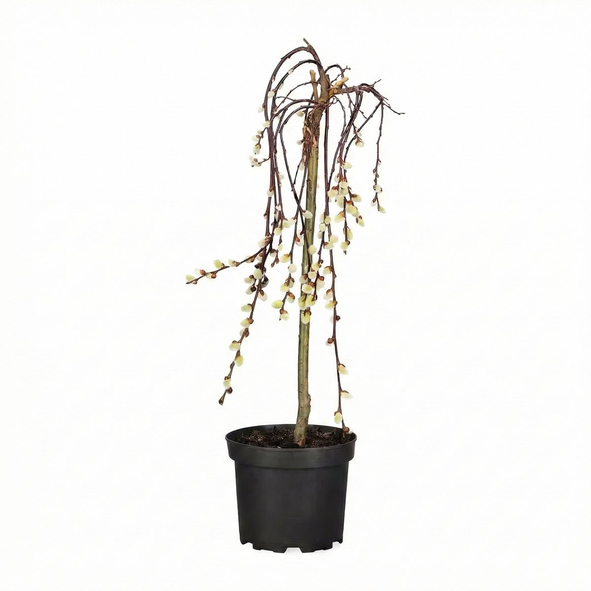 JUNAVERA alix caprea 'Kilmarnock' | 70 cm hoog | In 17 cm pot | Compacte treurwilg op stam met vroege katjes