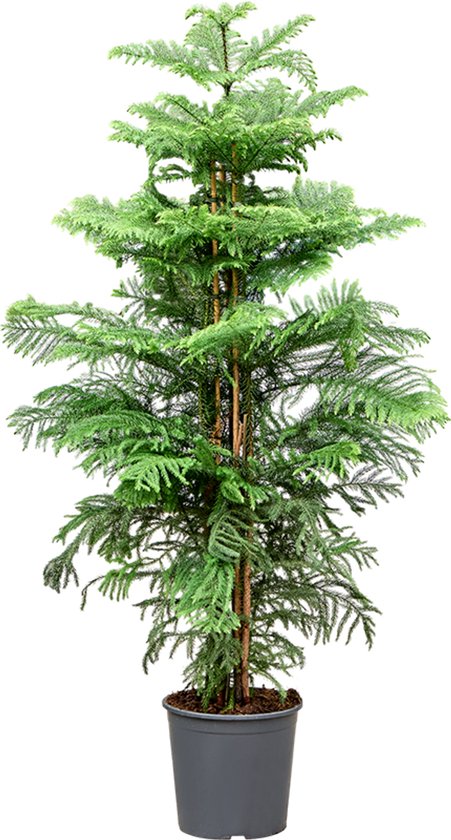 Araucaria heterophylla | kamerden