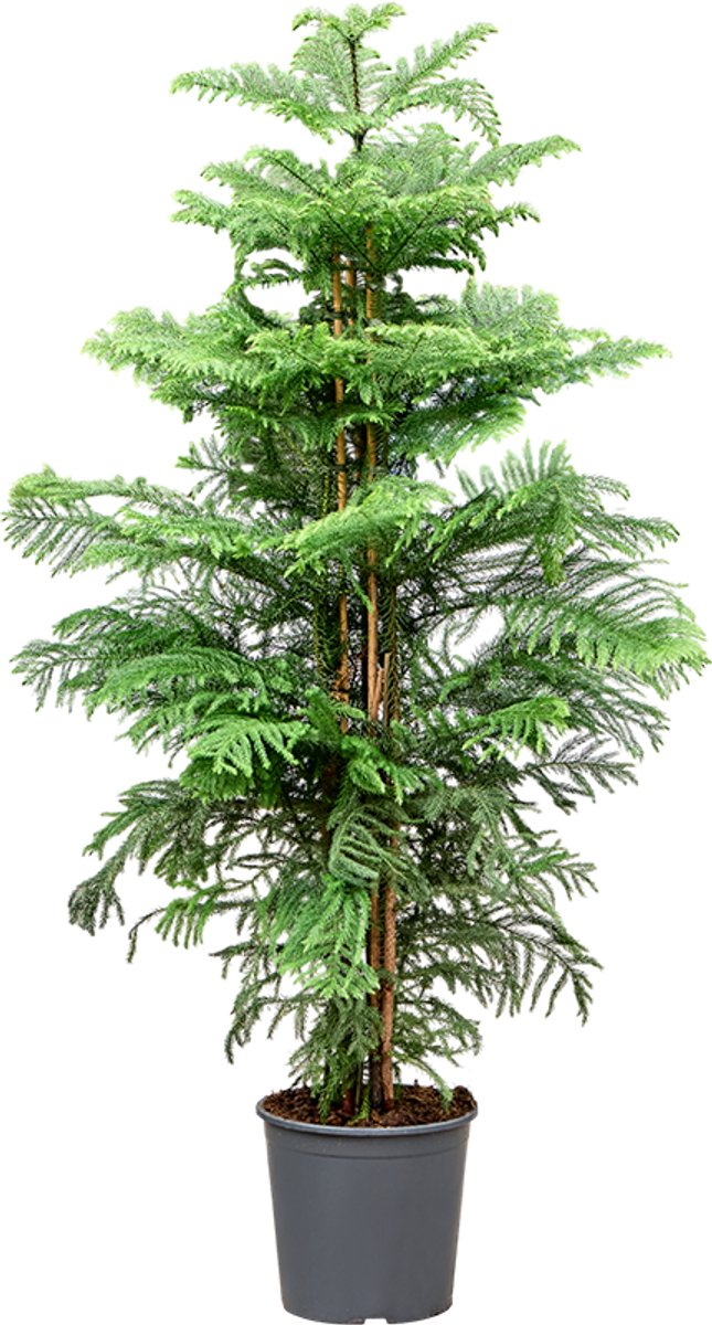 Araucaria heterophylla | kamerden