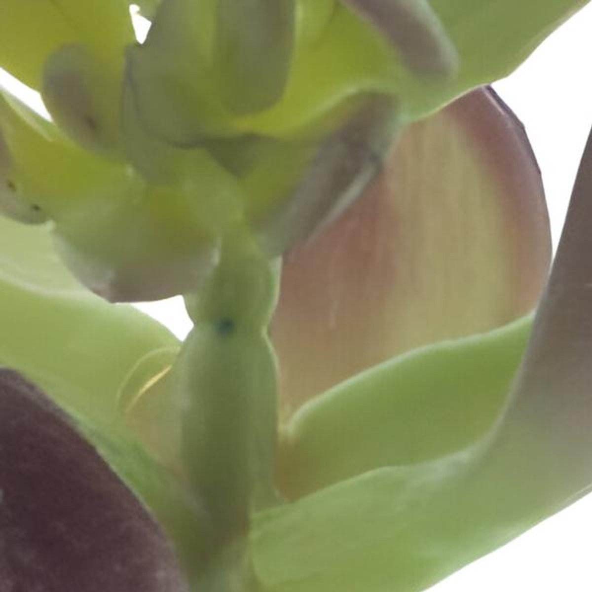 Erutan avon - Sinocrassula pick Guanita red green 20 cm