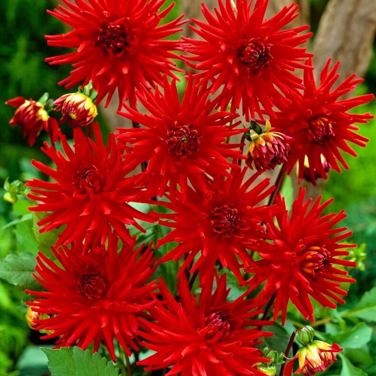 Dahlia Red Pigmy – Dahlia semi-cactus - Snijbloemen - Zomerbollen - bloeit in Oktober / Juni / Juli / Augustus / September