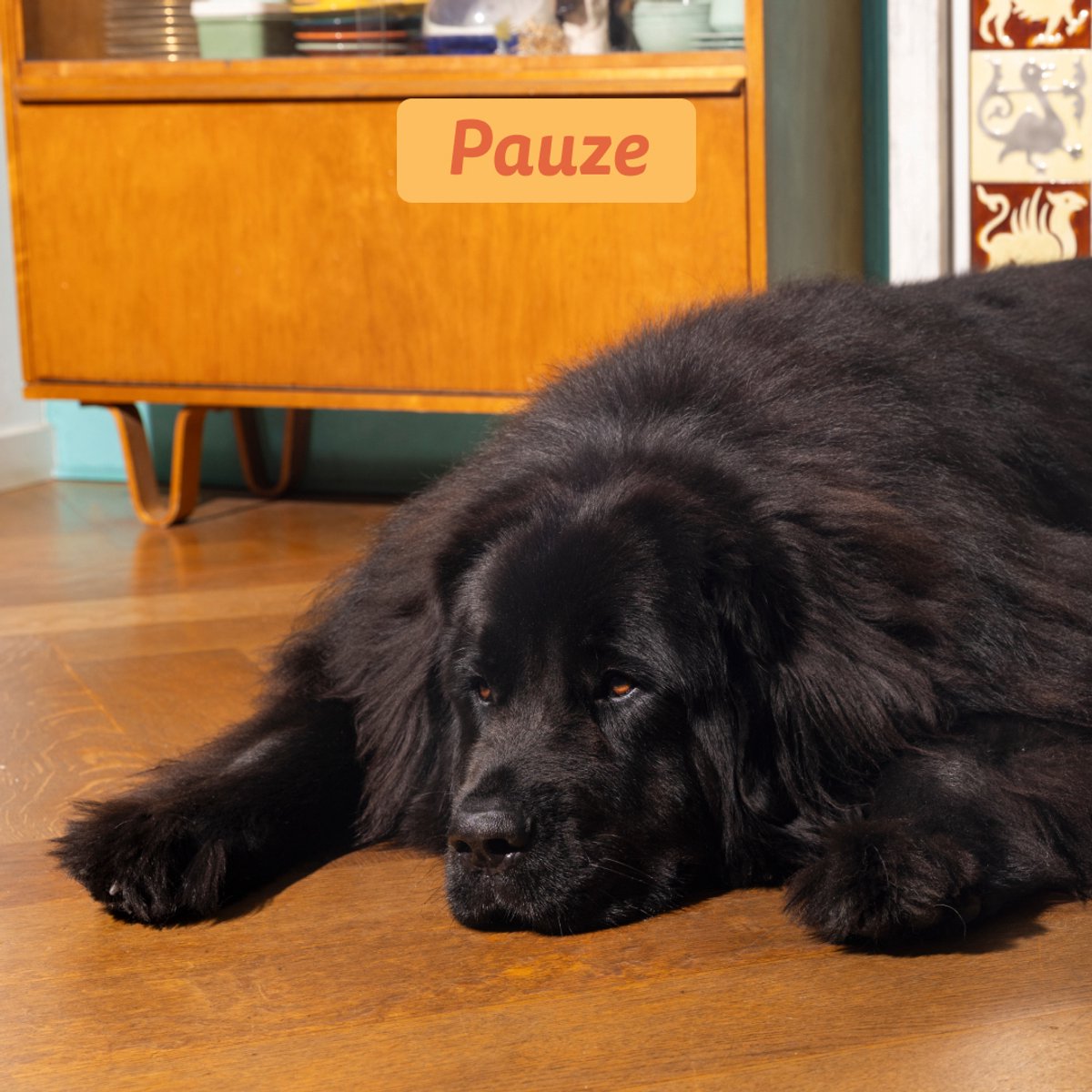 Edgard & Cooper Droogvoer Voor Volwassen Honden, Zonder Granen Natuurlijk Voer 7 Kg Verse Kip Gezonde Voeding Smakelijke En Evenwichtige Eiwitten Hondenbrokken