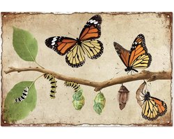 Butterfly Life Cycle Vintage Metal Tin Sign - 20x29cm Butterfly Metamorphosis Retro Wall Art Sign - Funny Insect Nature Lesson Wall Decoration - Gift Plaque for Home Bedroom Garden Patio