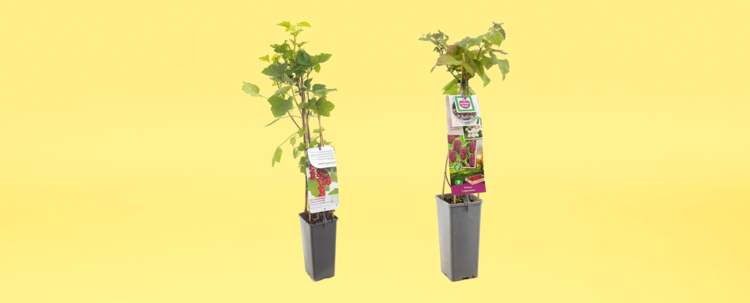 Planten en bloembollen