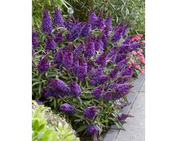 Buddleja d. Candy Little Purple – Set van 2 - Dwergvlinderstruik - Pot 3 liter - Paarse Bloem