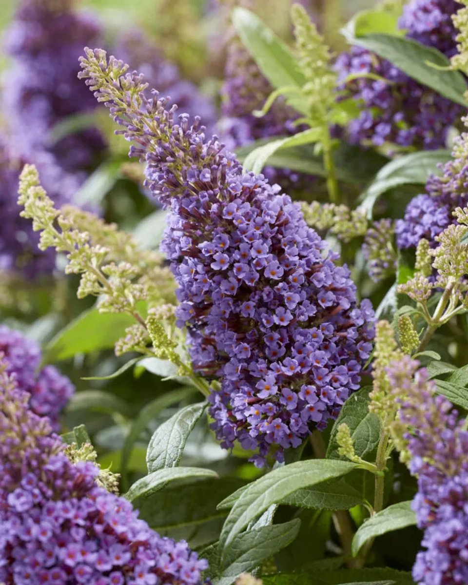 Buddleja d. Candy Little Lila – Set van 2 - Dwergvlinderstruik - Pot 3 liter - Lila Bloem