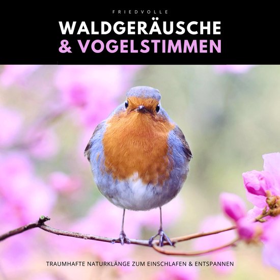 Friedvolle Waldgeräusche & Vogelstimmen - cover