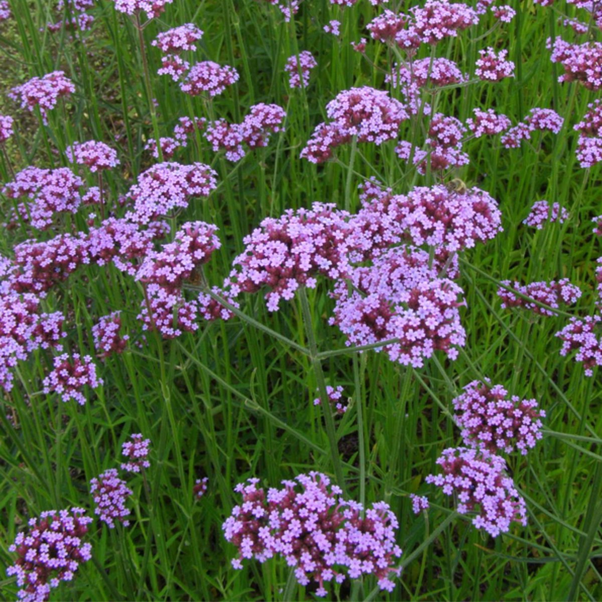 IJzerhard (Verbena Bonariensis) - 6x - Vaste planten - Bijen-Vlinders - Zomerbollen - bloeit in Oktober / November / Juli / Augustus / September