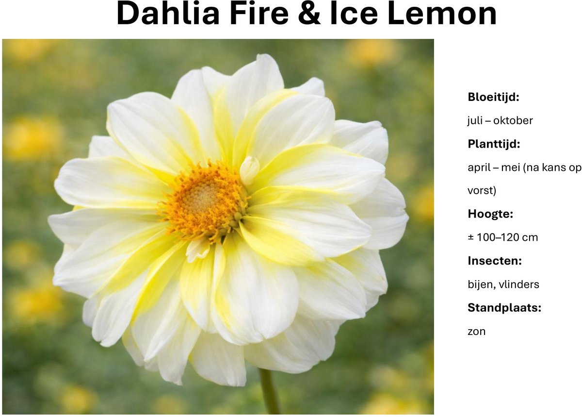 Dahlia knollen - Fire & Ice Lemon - Geel Witte Dahlia - 3 knollen