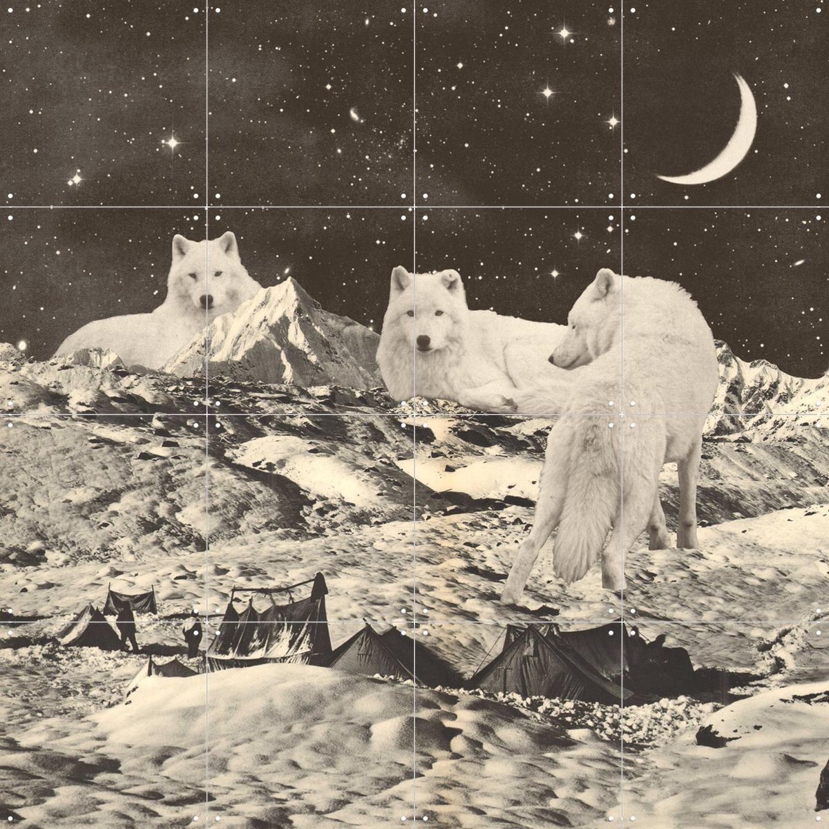 IXXI Giant White Wolves, Florent Bodart - 80 x 80 cm - Gratis ophangtool - Grote wanddecoratie en posters - Surrealisme, Collage, Vintage, Gemengde