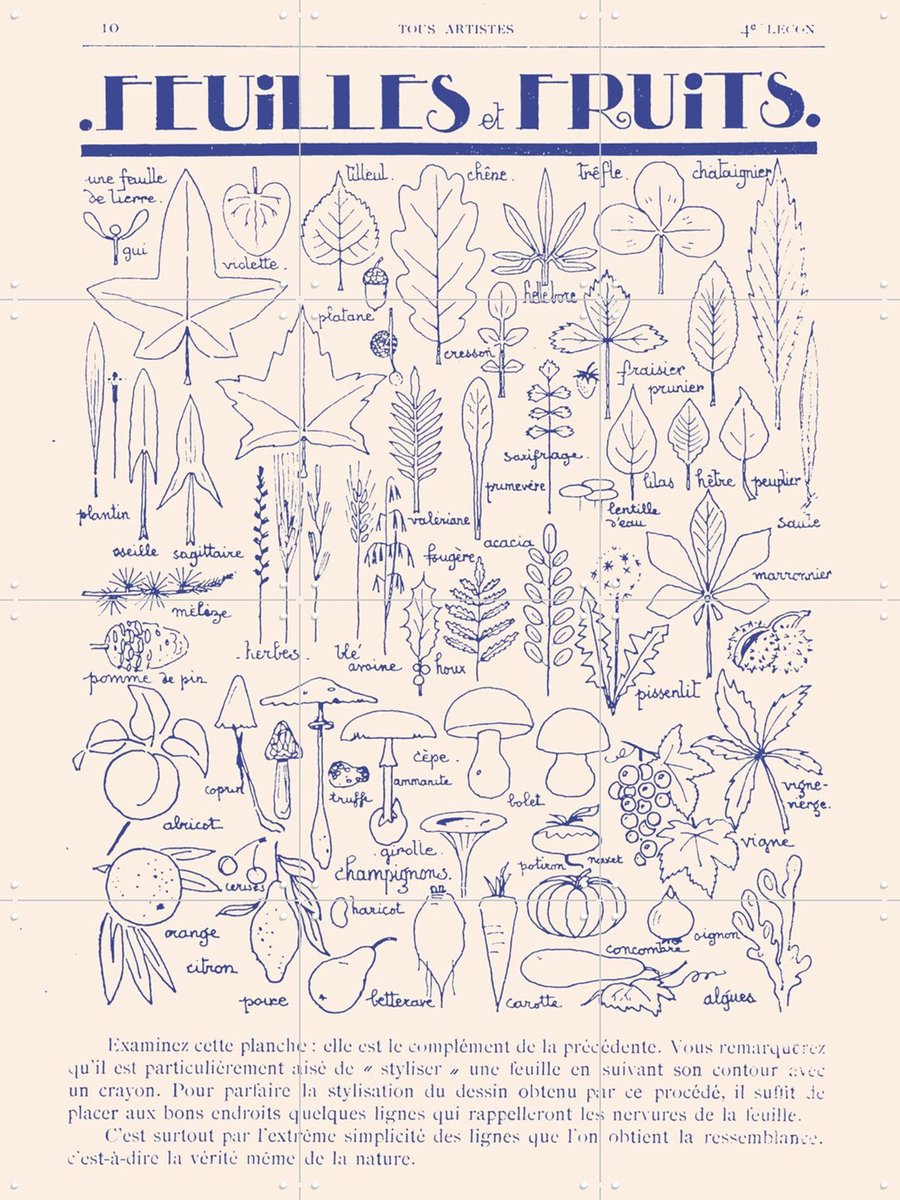 IXXI Feuilles et Fruits, Aster Edition - 60 x 80 cm - Gratis ophangtool - Grote wanddecoratie en posters - Vintage, Illustraties, Line art, Woonkamer