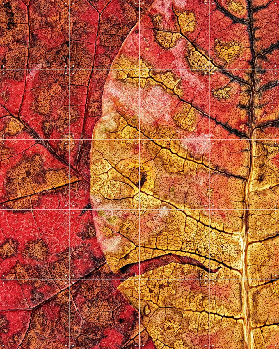 IXXI Dying Leaf, Ales Klabus & Various - 80 x 100 cm - Gratis ophangtool - Grote wanddecoratie en posters - Kleurrijk, Naturalisme, Fotografie