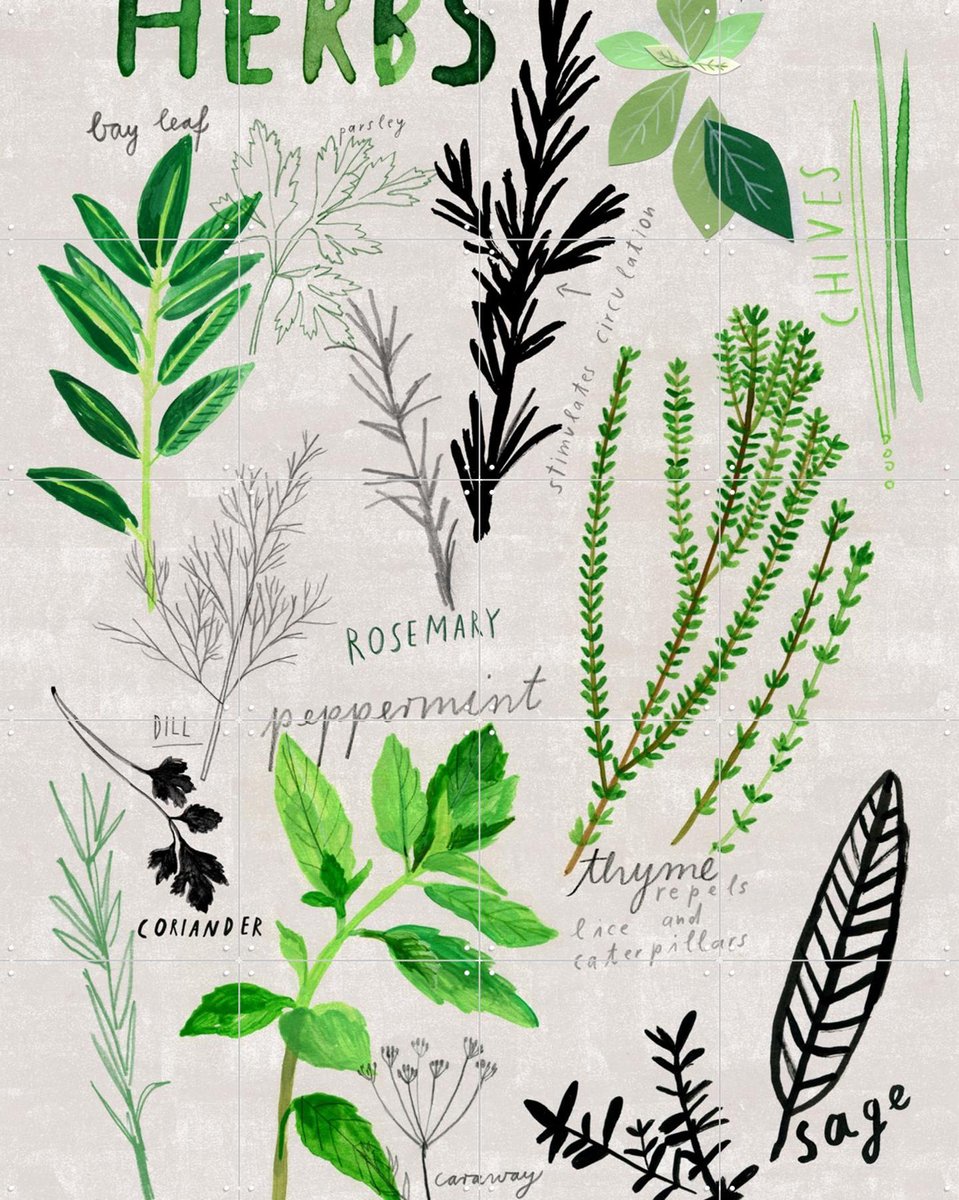 IXXI Herbs, Signorinah - 80 x 100 cm - Gratis ophangtool - Grote wanddecoratie en posters - Speels, Illustraties, Eetkamer, Keuken, Woonkamer