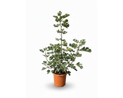 Sunny Tree - Vijgenboom in Struikvorm - Brown Turkey - Ficus Carica - Zoete eetbare Vijg - 100 cm - Fruitboom - Winterhard tot -18