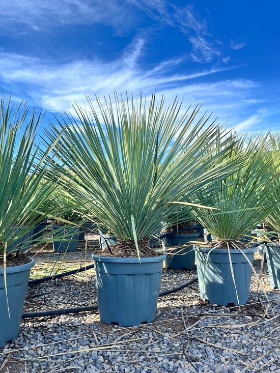 Yucca Rostrata met blauwgroene bladeren in een grijze pot.
