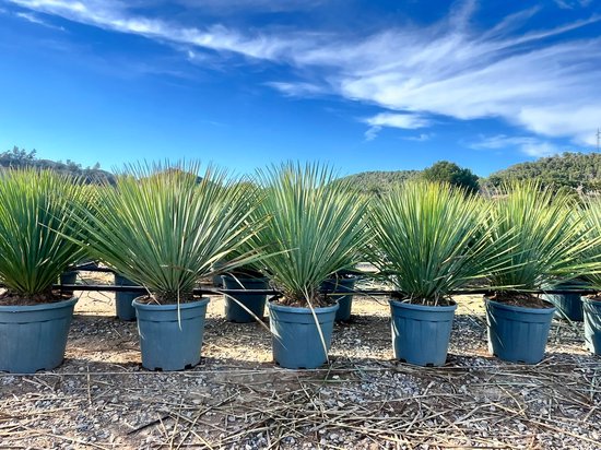 Rijen Yucca Rostrata blauwgroene planten in grijze potten onder een blauwe hemel.