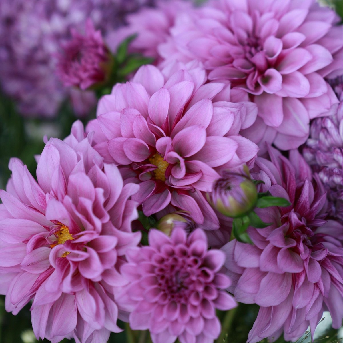 Tuindahlia (Dahlia Hortensis) - Dahlia Blue Boy - Dahlia decoratief - Bijen-Vlinders - Snijbloemen - Zomerbollen