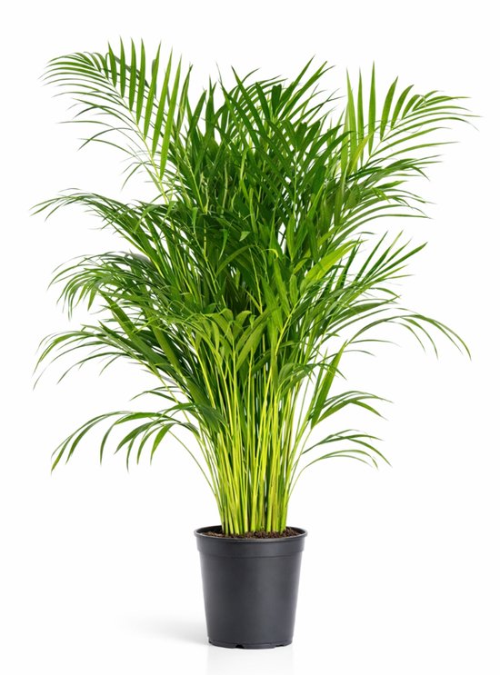 Areca palm met weelderige groene bladeren in een zwarte pot.
