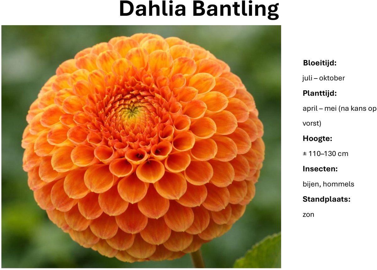 Dahlia knollen - Dahlia Bantling - Oranje Dahlia - 3 knollen