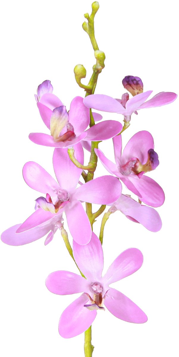 Viana Kunstmatige orchideeën 8 paarse bloemen Ø3,5cm–5cm 2st, 2 Stück